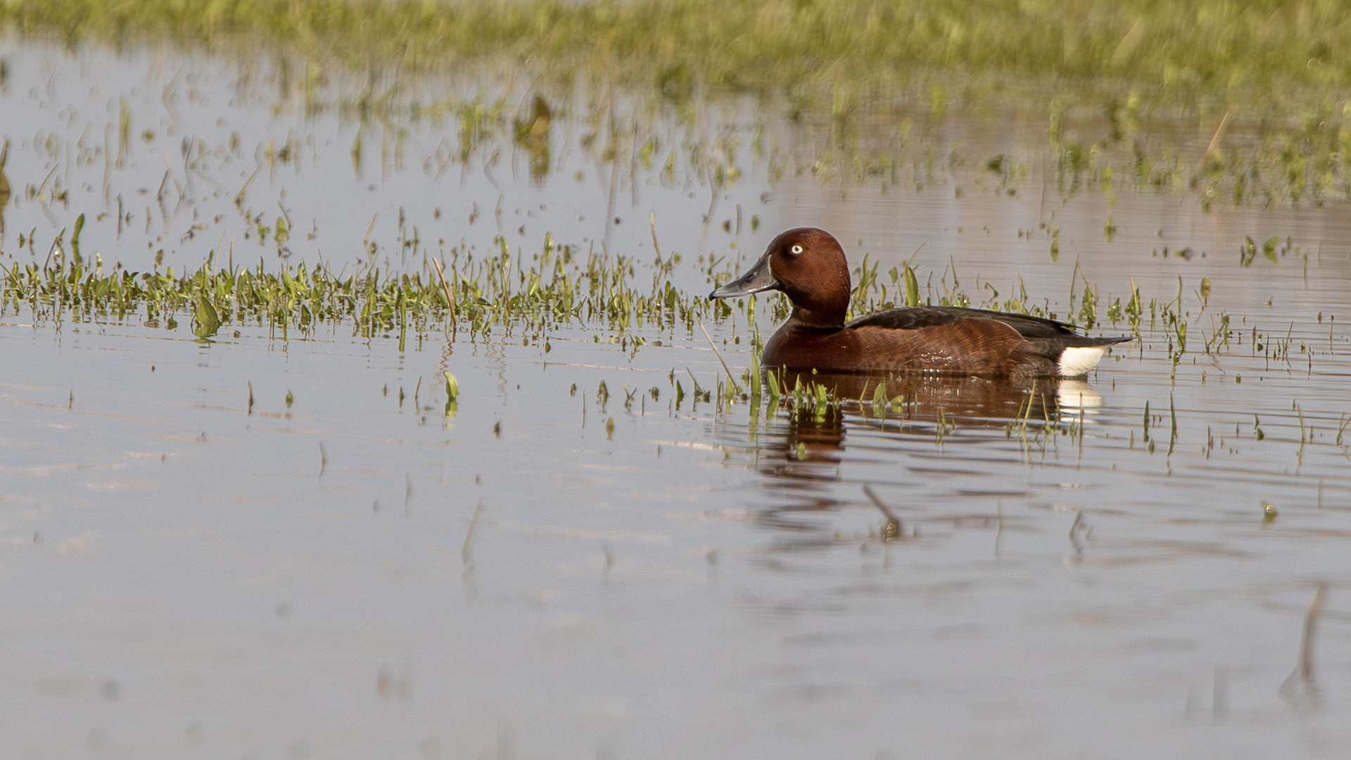 Ferruginous Duck